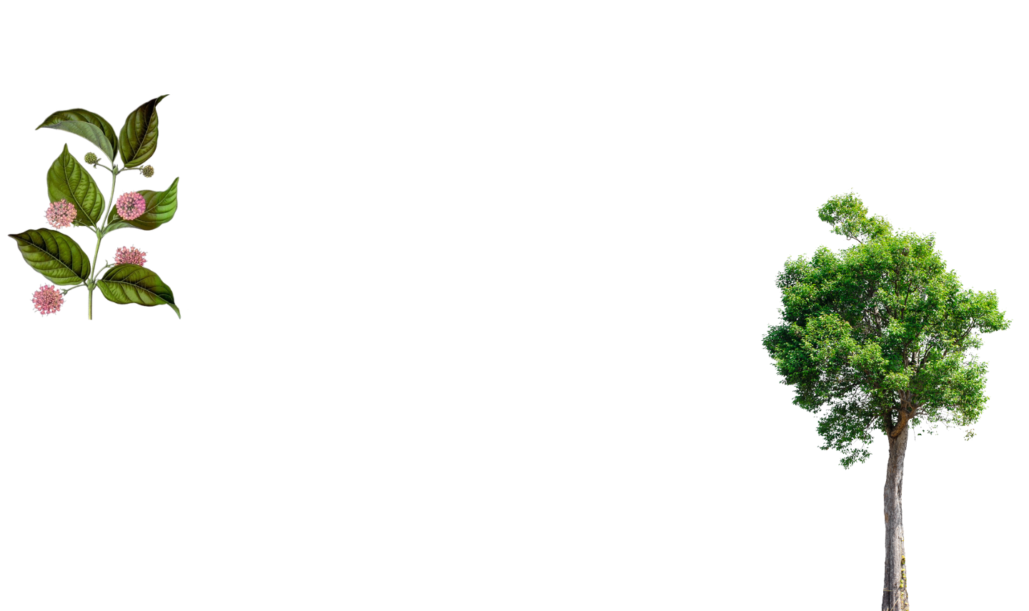 indonesia natural resin, uncaria gambir, herbal, spices supplier uncaria gambir, natural resin, herbal, spices supplier