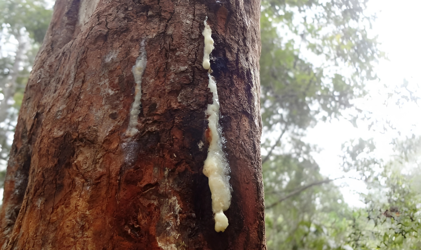 Styrax Tree